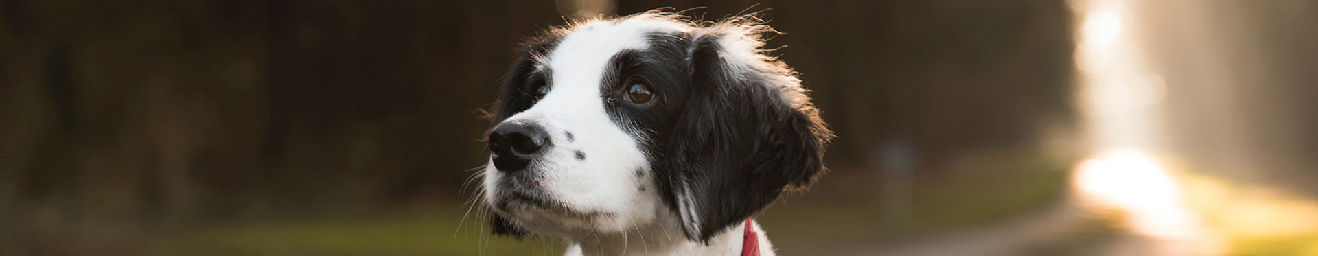 Puppy wearing a red collar looking up and to the side 