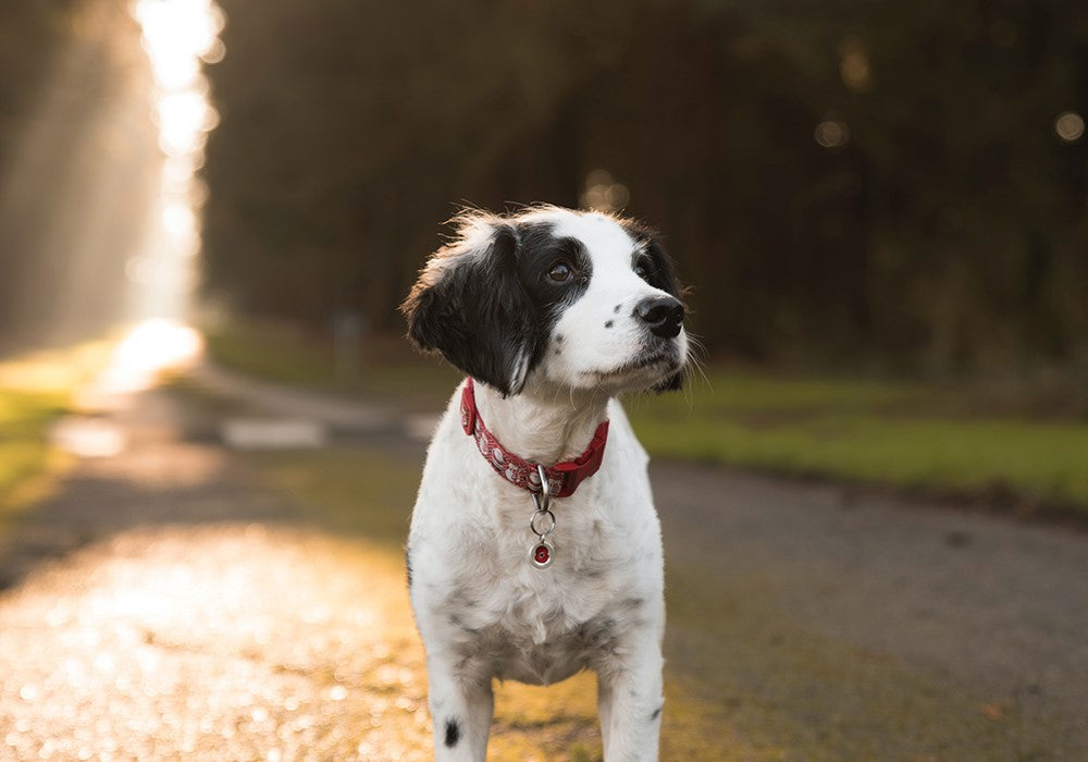 Puppy wearing a red collar looking up and to the side 
