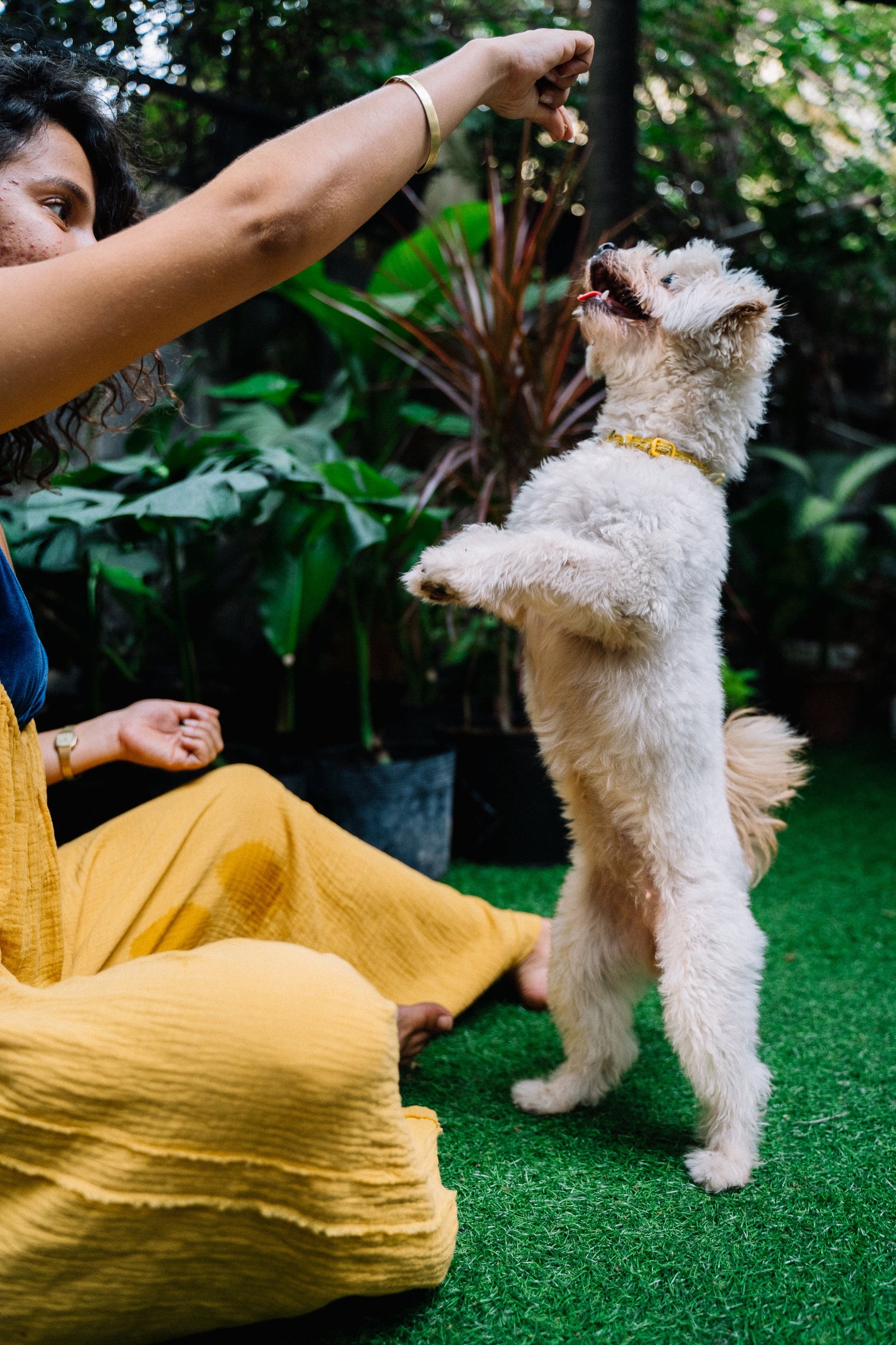 Small dog standing on its hind legs to reach a treat from its owner