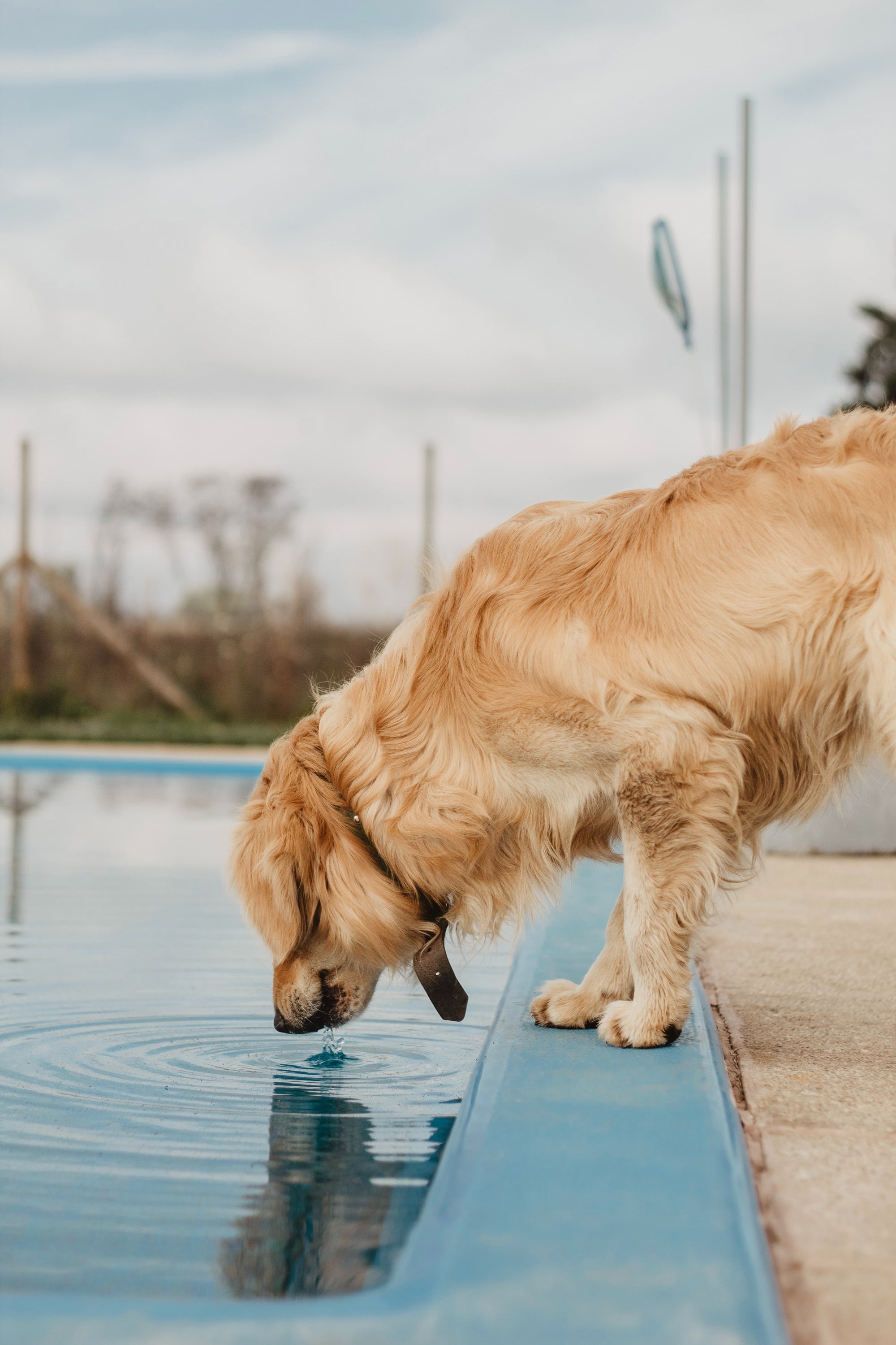 Dog leaning over a swimming pool to taste the water