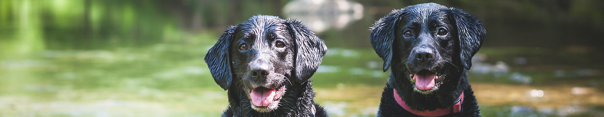 Two black labs soaked in water on the side of a river