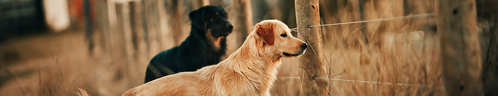 Two dogs looking through the space between wire on a farm's fence
