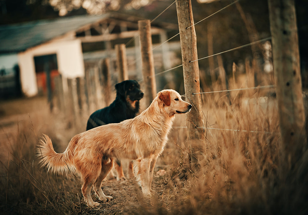 Two dogs looking through the space between wire on a farm's fence