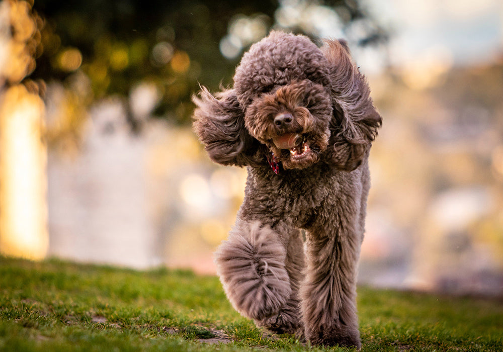 Fluffy dog running across short grass