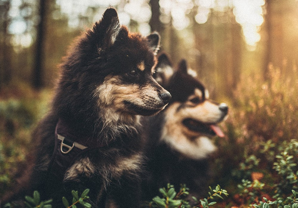 Two dogs laying in a forest together