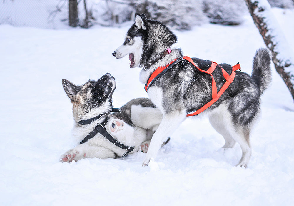 Two dogs playing and rolling in snow