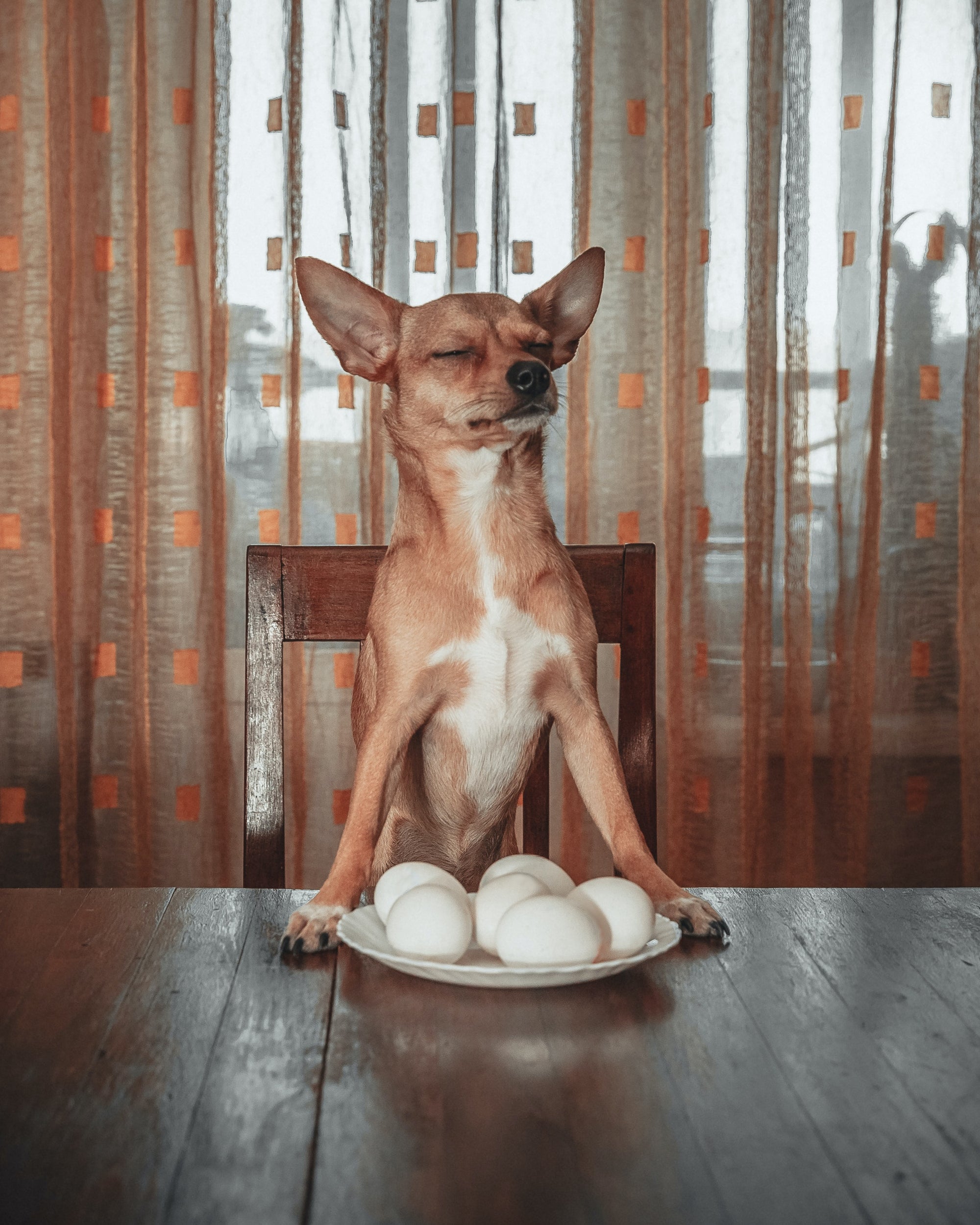 Chihuahua on a chair at a table with a plate of eggs in front of it