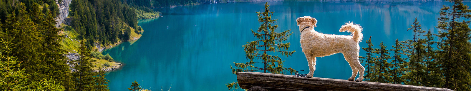 Dog standing on a downed tree in front of a scenic lake