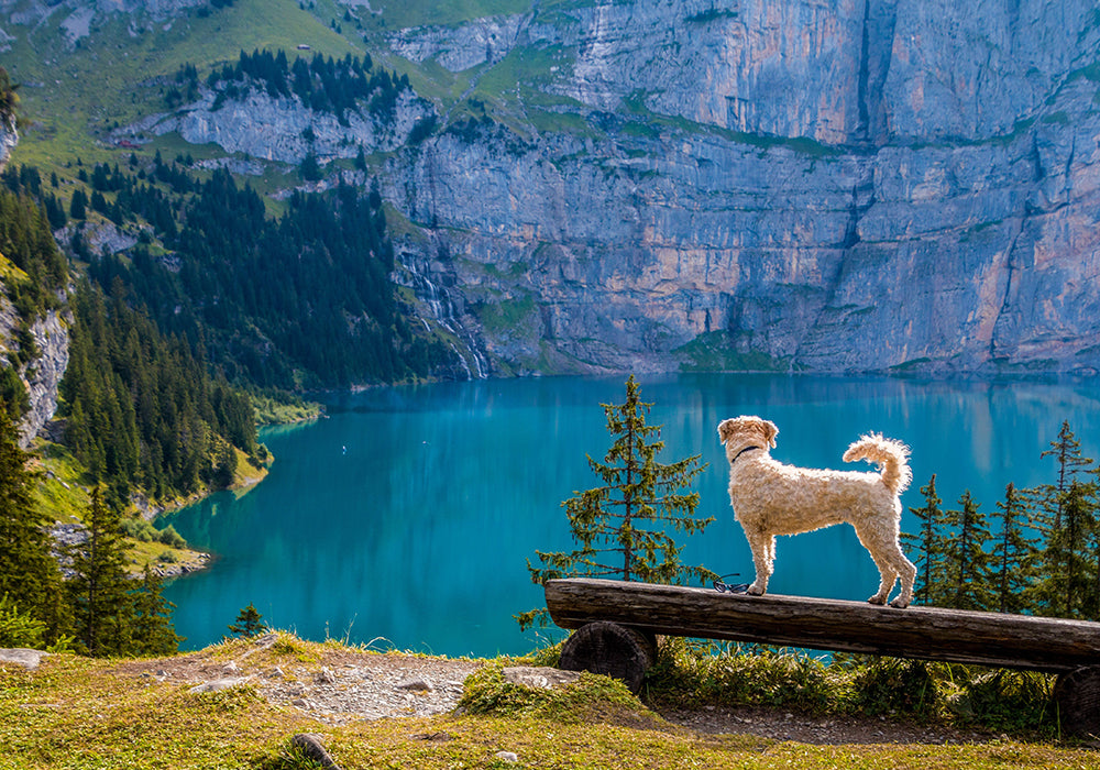 Dog standing on a downed tree in front of a scenic lake