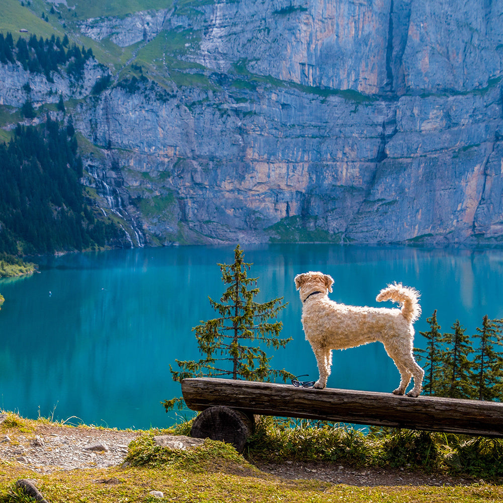 Dog standing on a downed tree in front of a scenic lake