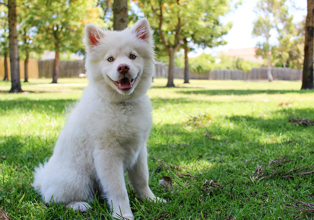 White dog sitting in a fenced-in backyard