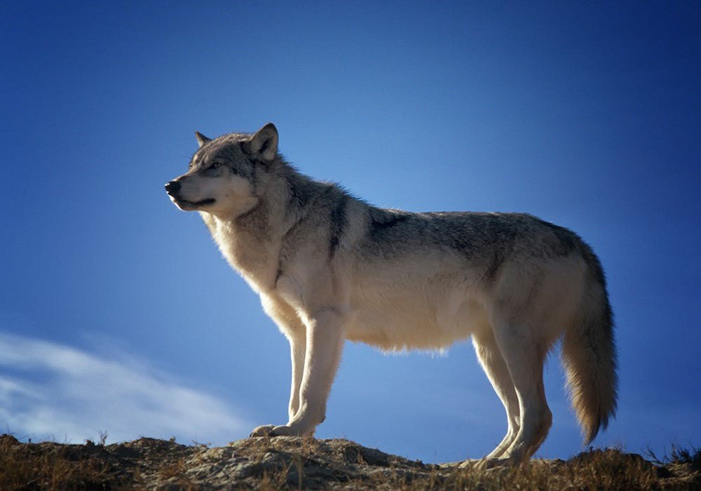 Wolf standing atop a ridge in front of a blue sky
