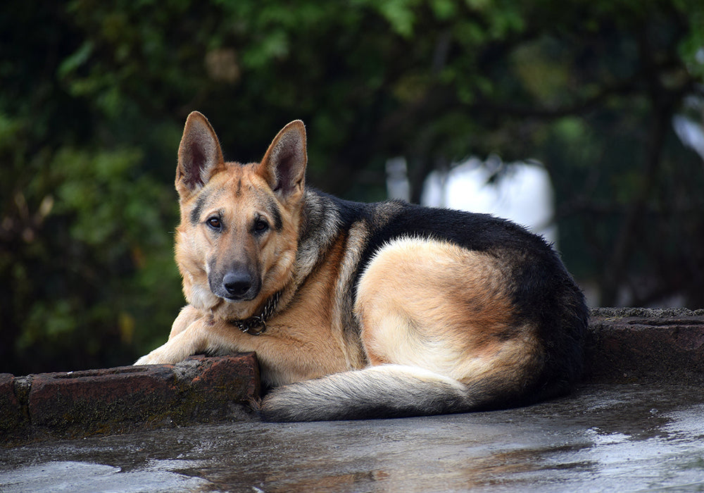 German shepherd laying outside after rain