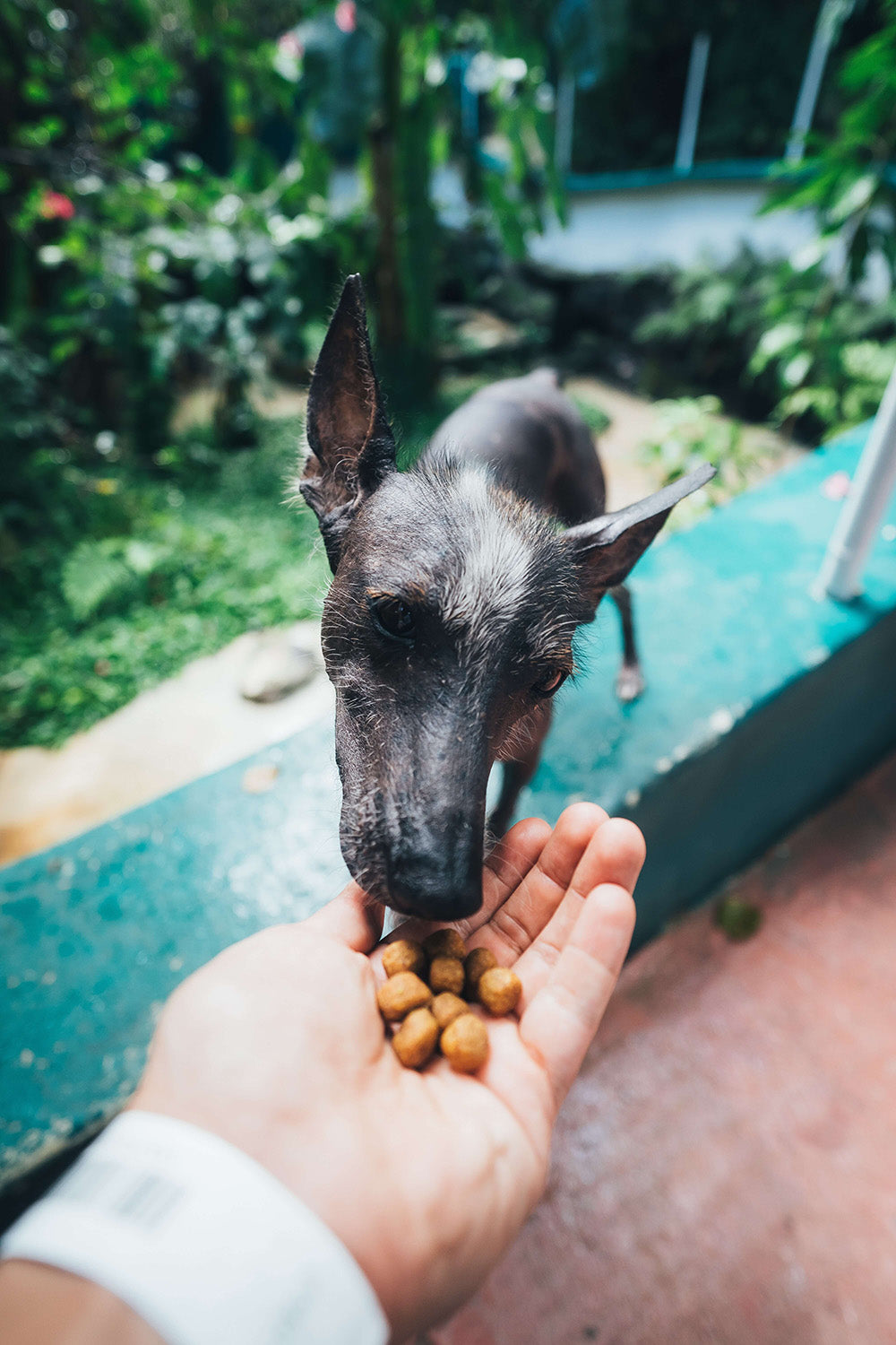 Small dog eating food from its owner's hand