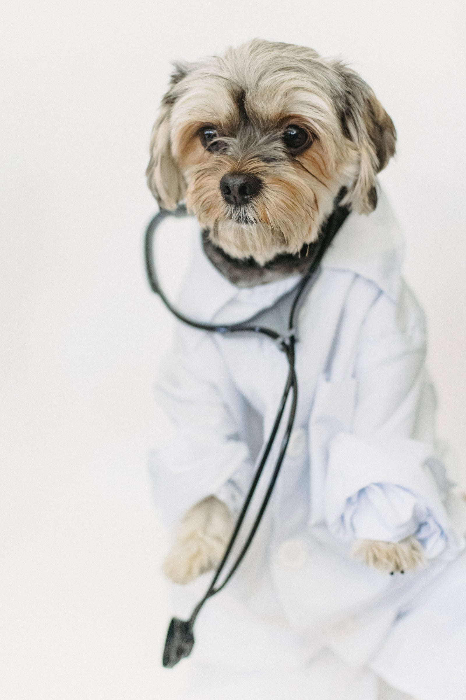 Little dog in a doctor coat wearing a stethoscope
