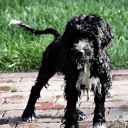 Wet black dog air drying on a brick patio