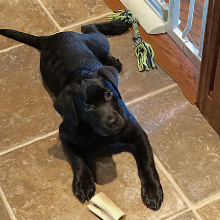 A black puppy laying on tile floor in a home