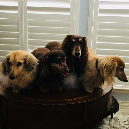 Four dogs laying together on a coffee table