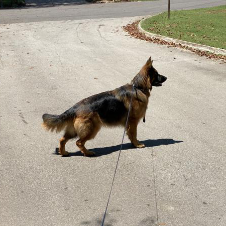 Dog standing at attention while at the end of its leash