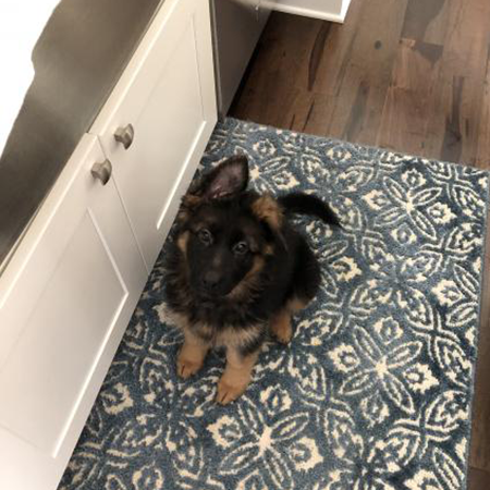 Puppy sitting patiently on a kitchen floormat