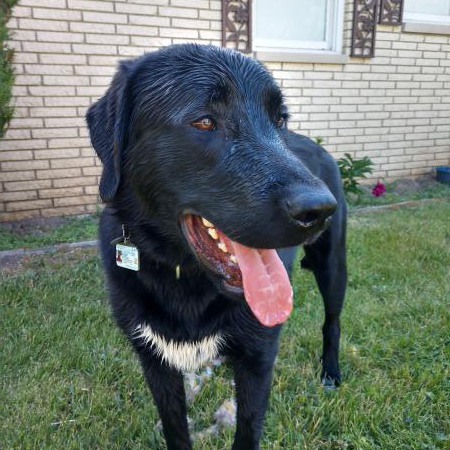 Black lab with a white spot on its chest