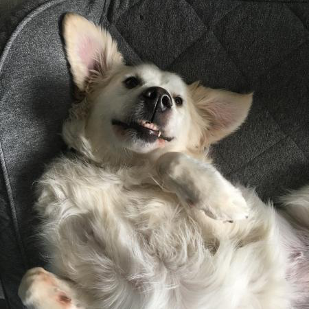 Dog laying on its back on a couch