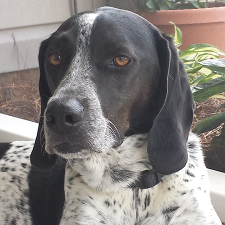 Dog looking irritated while laying outside