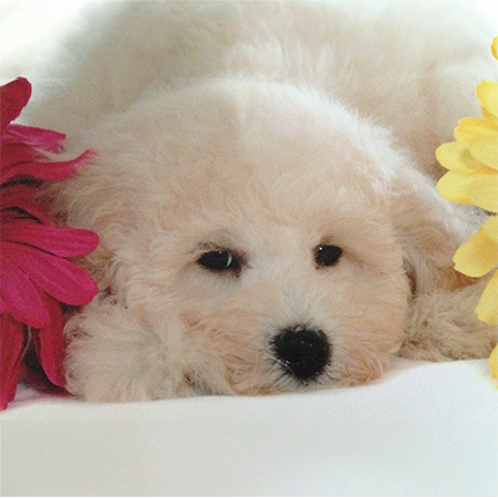 Fluffy puppy laying down with its paws at the sides of its face