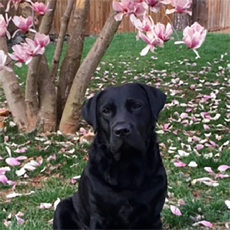 Black dog sitting under a tree that is dropping pink pedals
