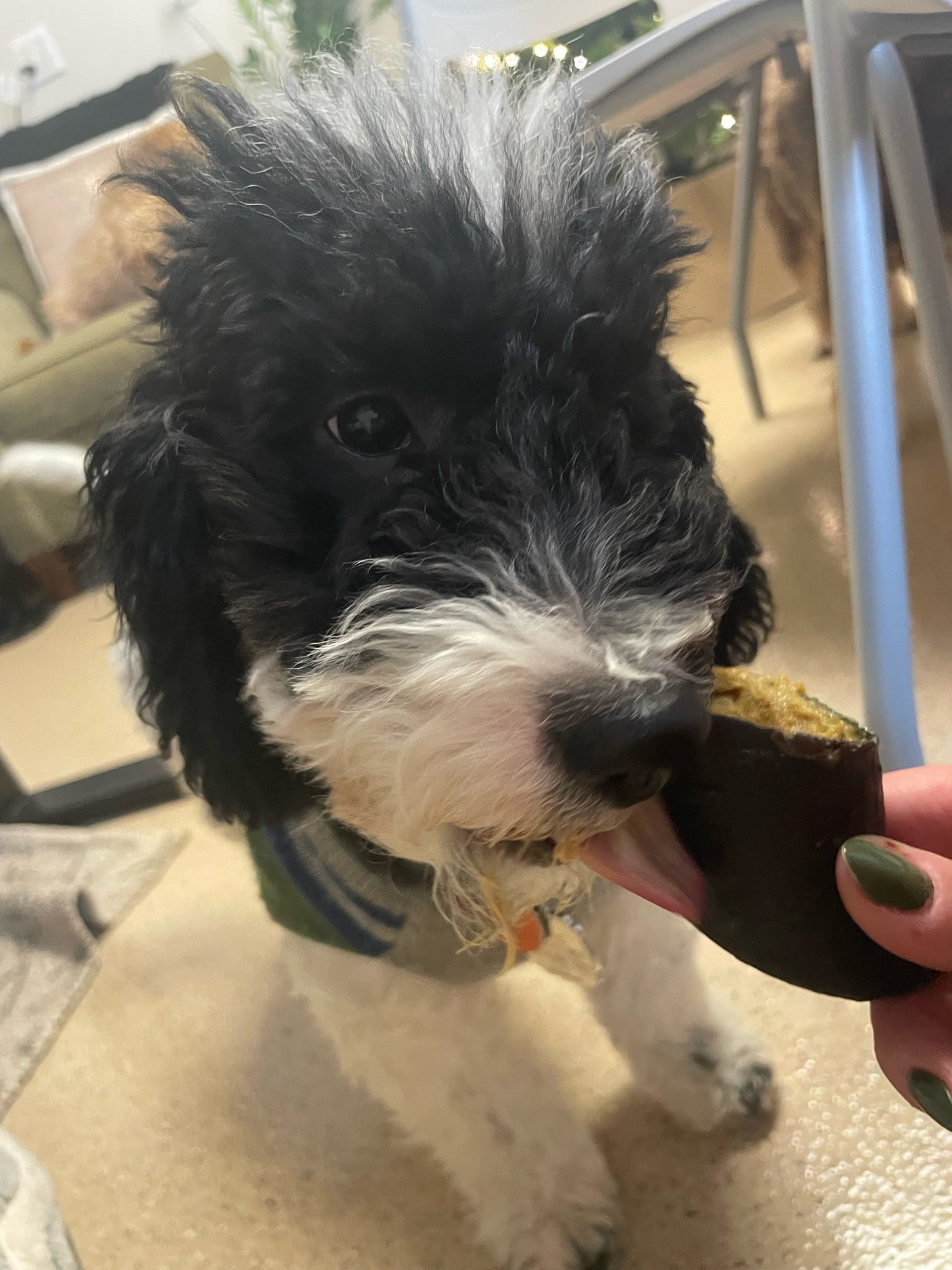 Dog chewing on a treat as its owner holds one end