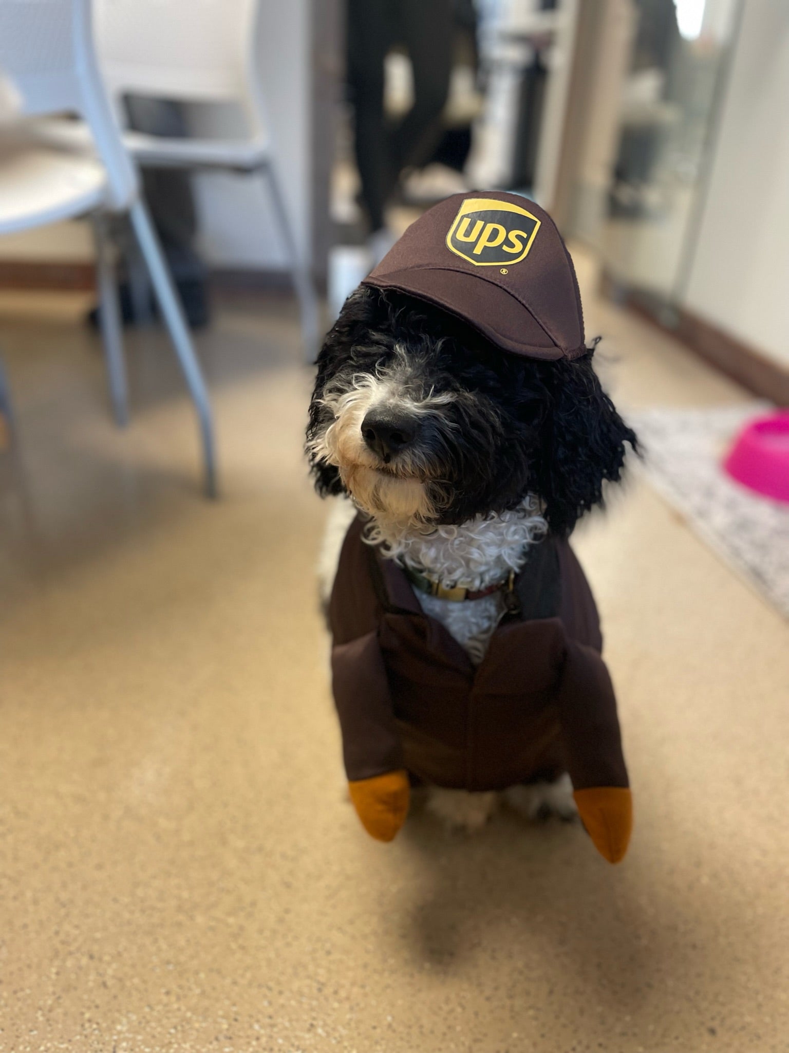 Small dog wearing a costume to look like a UPS worker