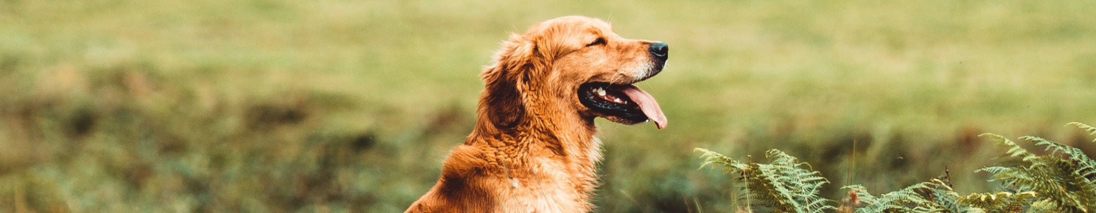 Dog closing its eyes while relaxing in the sun outside