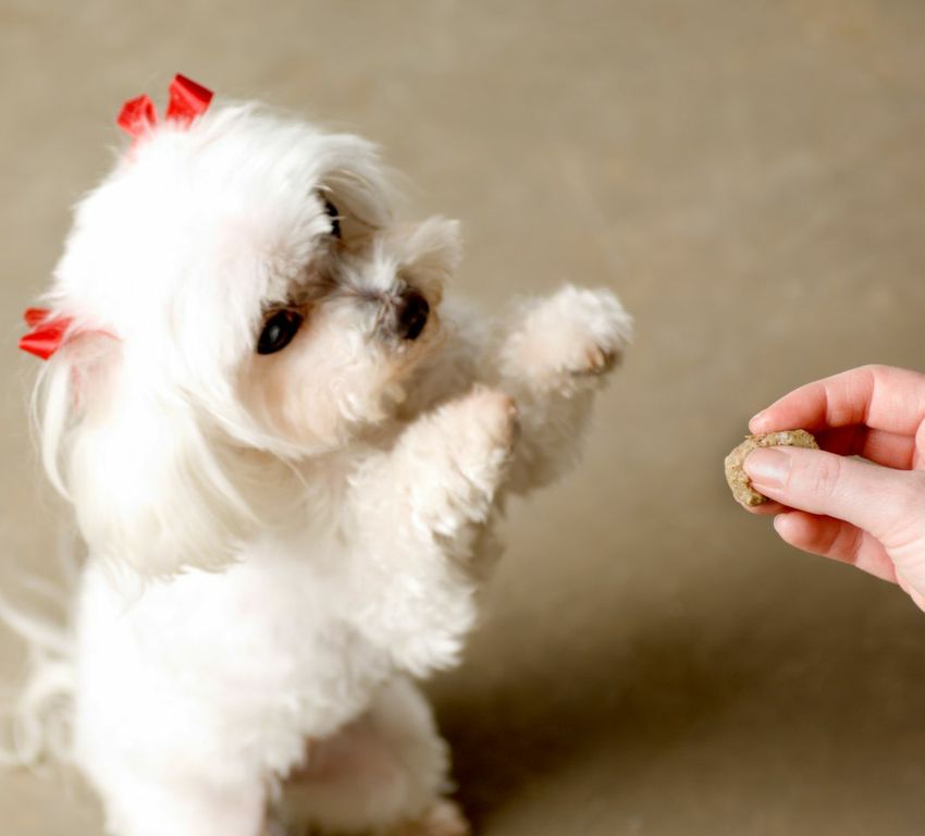 Little white fluffy dog begging for a treat with its paws in the air