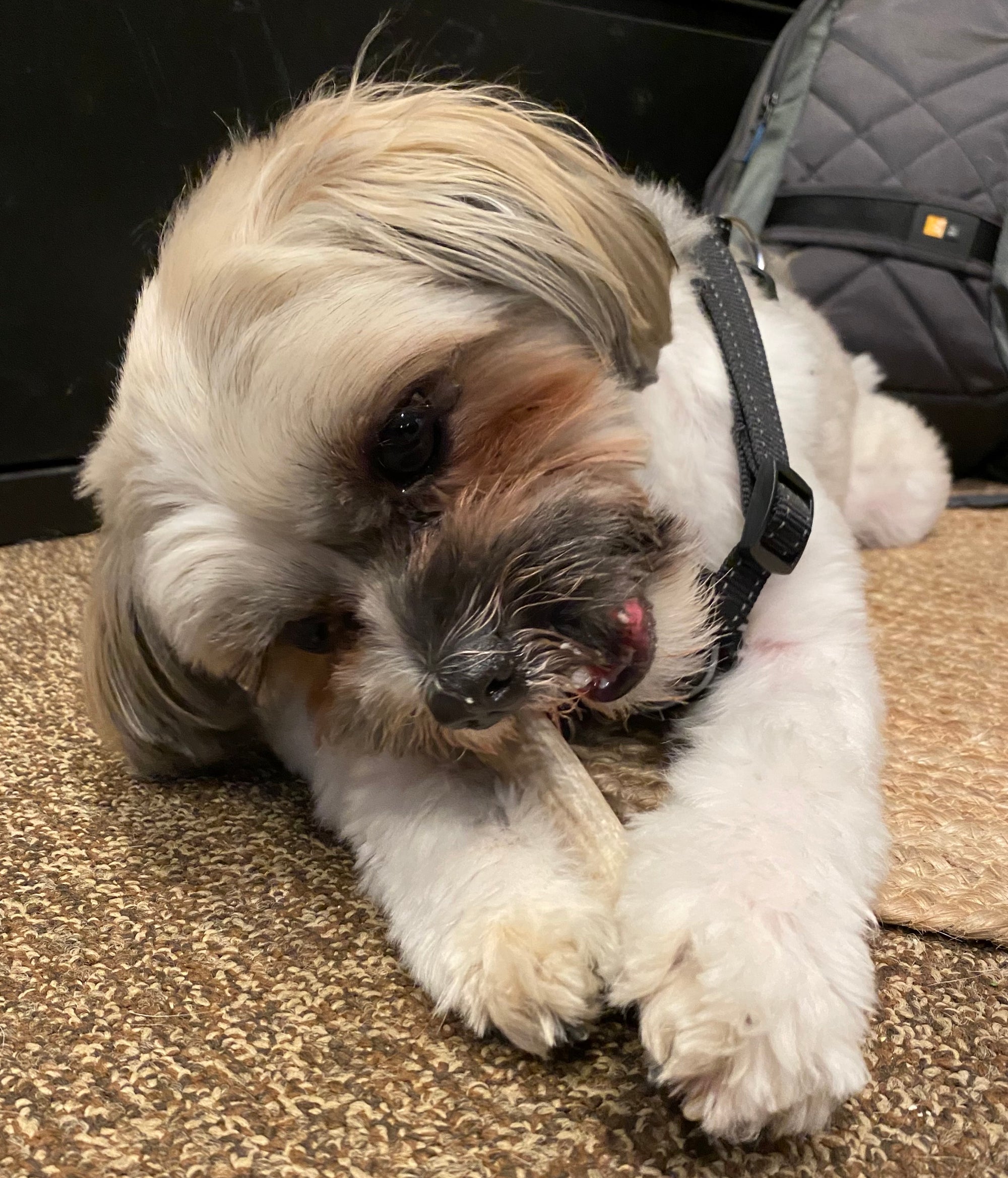 Little dog working hard at chewing on an antler