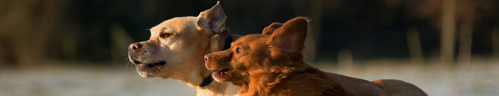 Two dogs running next to each other outside