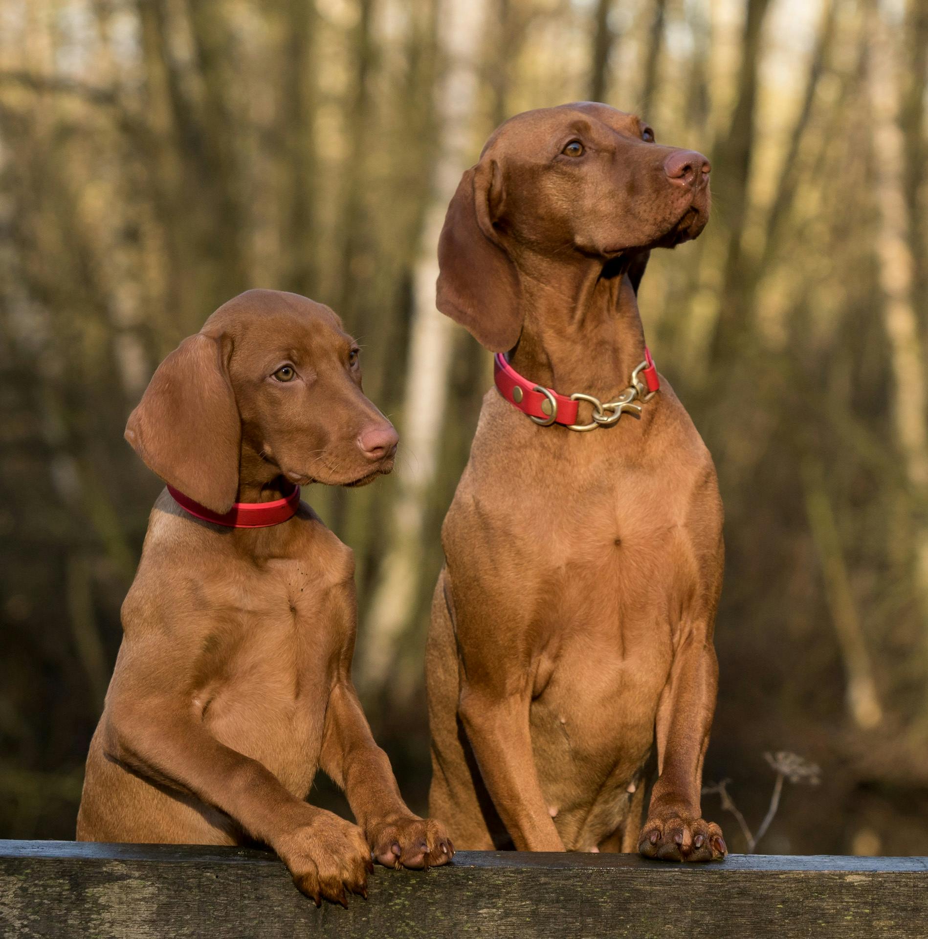 Two brown dogs with red collars looking over a wood fence