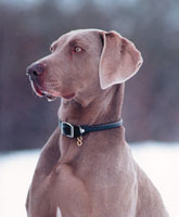 Dog looking to the side while sitting outside