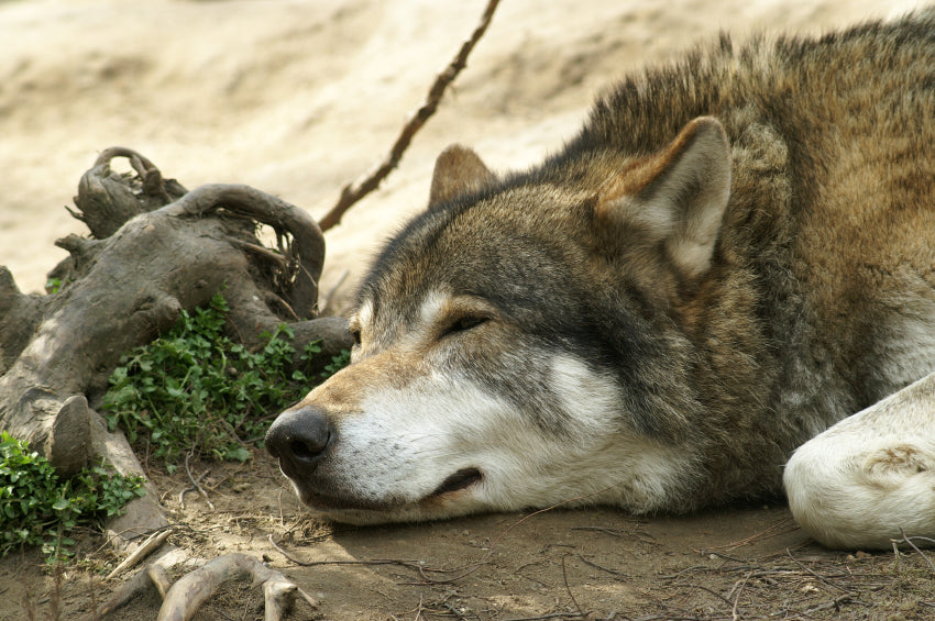 Wolf sleeping next to tree roots in the shade